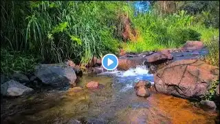 Nature Sounds in Deep Forest, Sound of Stream, White Noise for Relaxation,sleeping,focus and study