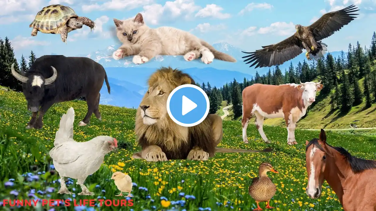 Cute little animals 🐔🦅🐄🦆🐴 - Dog, cat, chicken, elephant, cow, tortoise, eagle - Farm Animal Sounds