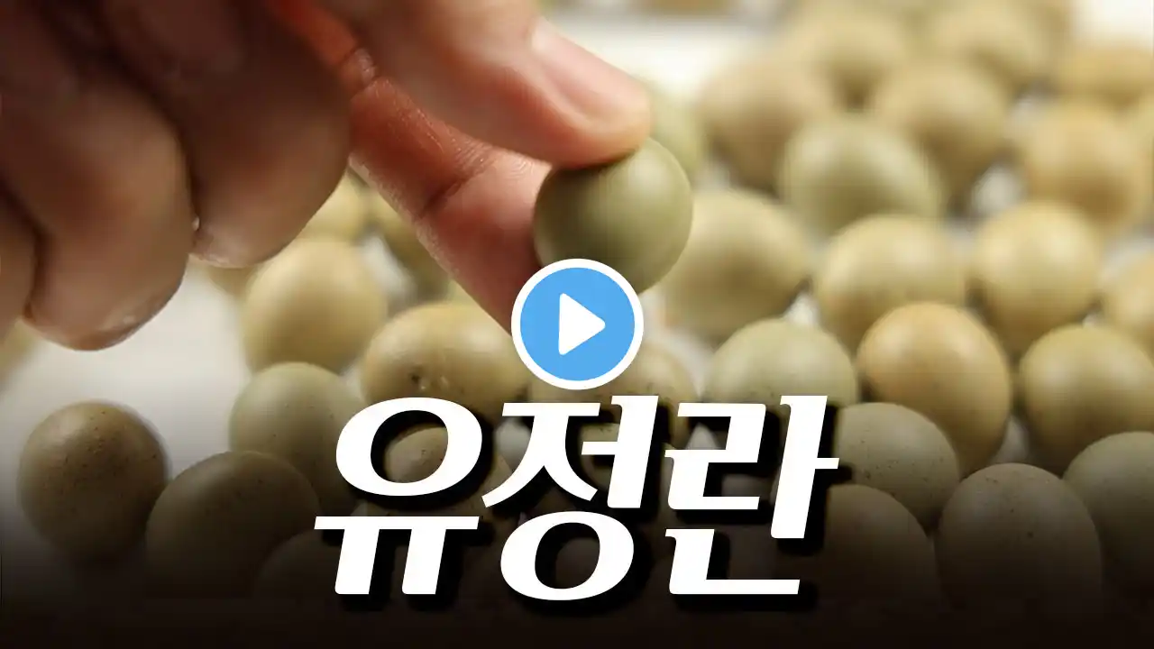 Mini Quail EP.08 How to check if an egg is fertilized