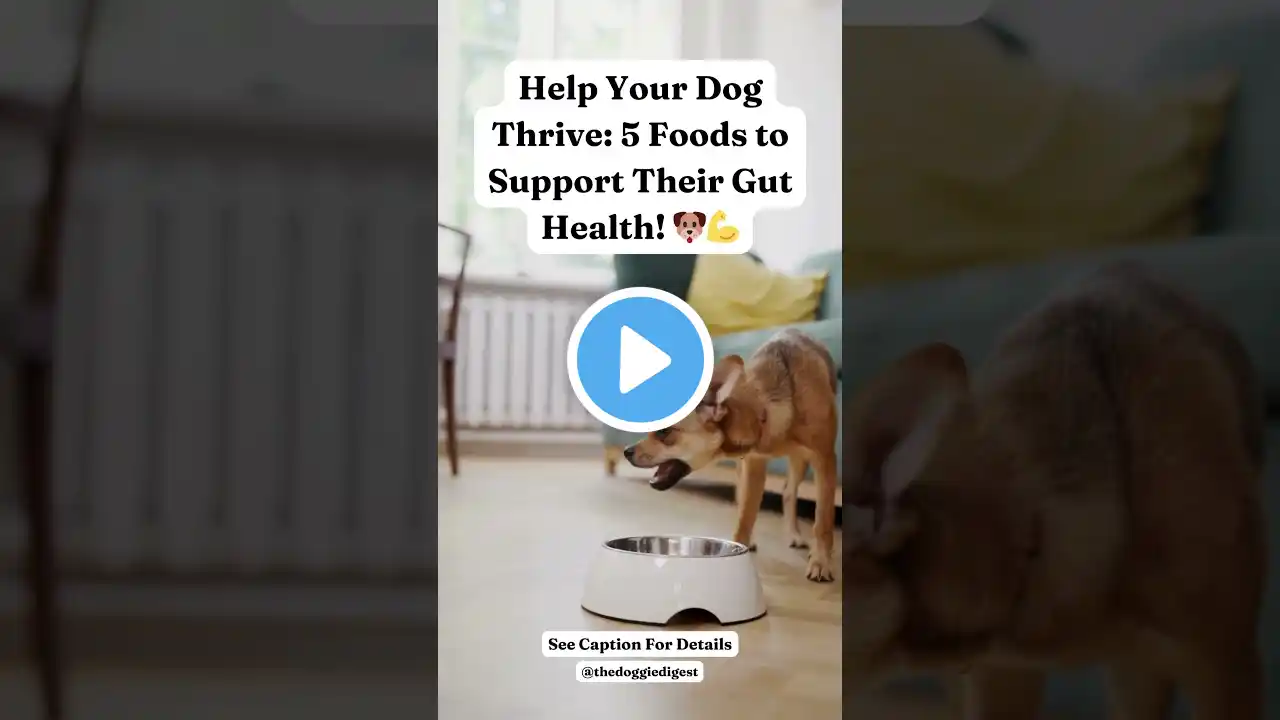 5 foods that can help improve your dog's gut and stomach health!🐶