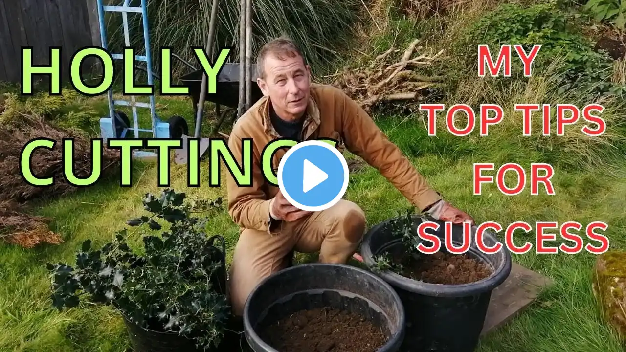 HOW TO TAKE HOLLY CUTTINGS HARDWOOD AND SOFTWOOD