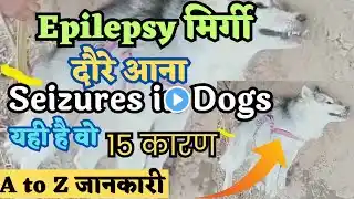 Epilepsy मिर्गी दौरे आना Seizures in Dogs 15 कारण Epilepsy in Dogs  dog me mirgi ke Karan