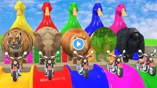 Paint & Animals Cow,Gorilla,Elephant,Giraffe,Tiger,Lion, Fountain Crossing Transformation Cartoon