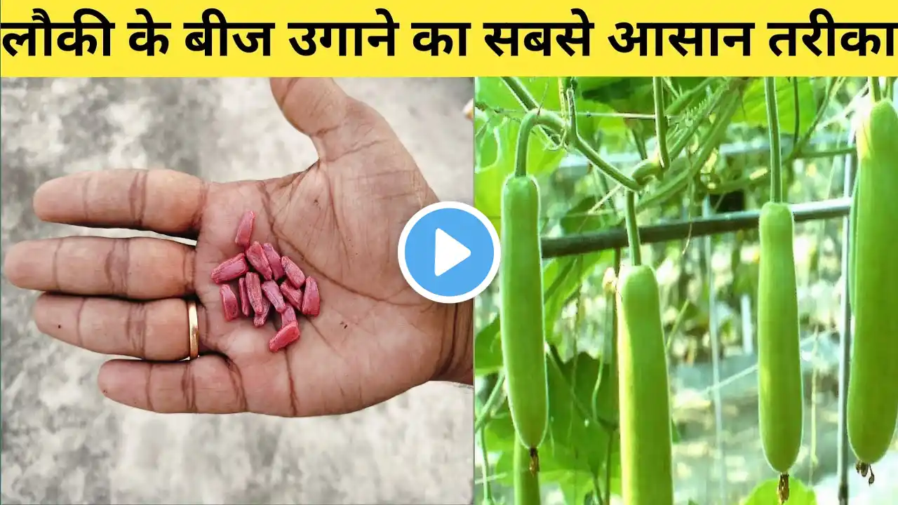 लौकी को बीज से उगाने का सबसे तेज ओर आसान तरीका || Easiest method of bottle gourd seed germination