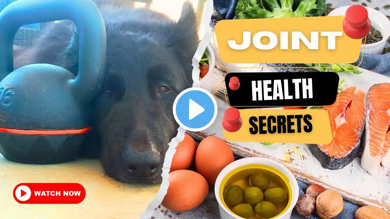 How to Improve Dog Joint Health with Fish Oil | Reduce Dog's Joint Pain