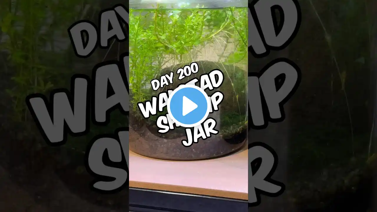 Thriving Walstad Shrimp Jar - Day 200 Update! My Planted Yellow Cherry Shrimp Ecosphere! #aquarium