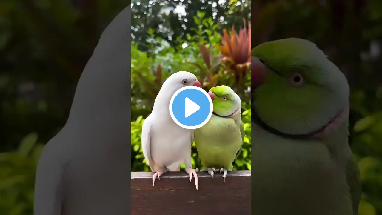 main tota main tota#parrotplaytime #parrot #songviral मैं तोता मैं तोता शॉर्ट वायरस