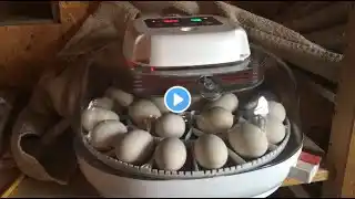 Incubating Eggs From Start to Finish In A Nurture Right 360