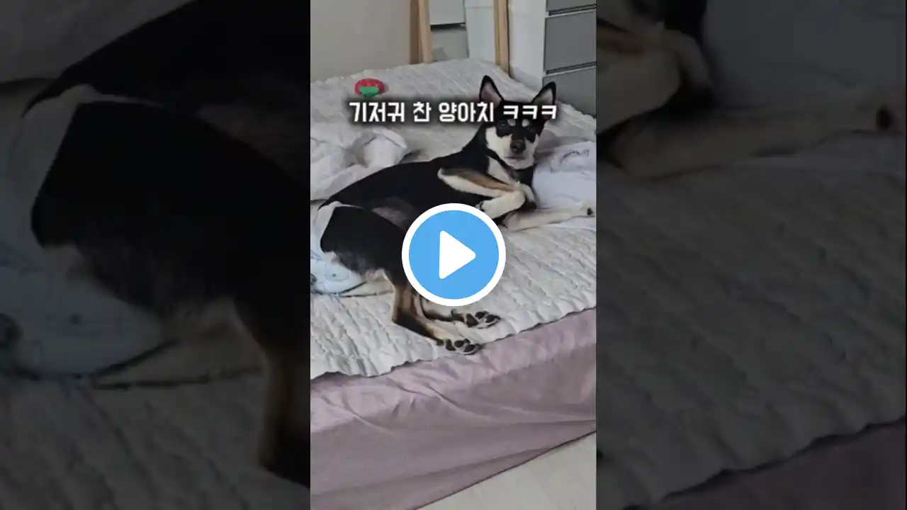 강아지 서열 정리, 상대가 도베르만일 때 vs 쪼꼬미일 때 #강아지 #반려견 #블랙탄 #강아지일상 #shorts
