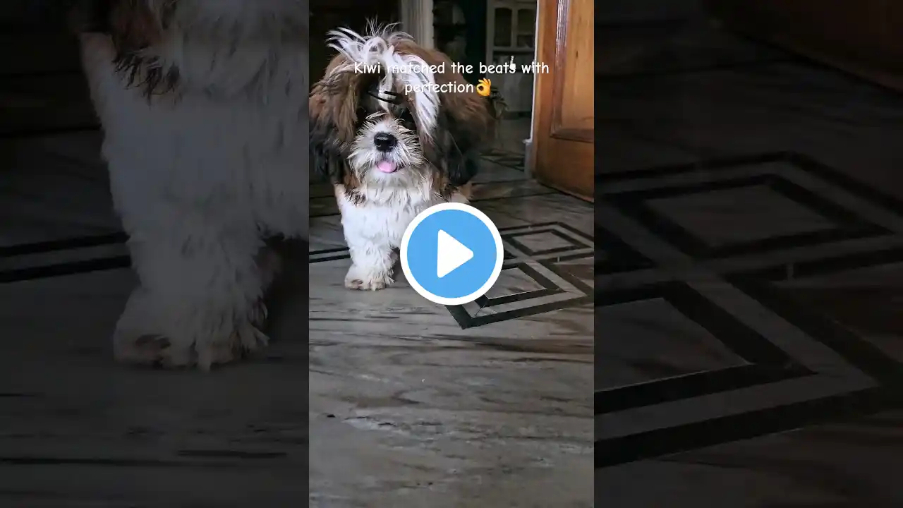 What a sync 👏 #shorts #youtubeshorts #cutepuppy #reaction #dogvideos #puppyvideos #shihtzu #doglover