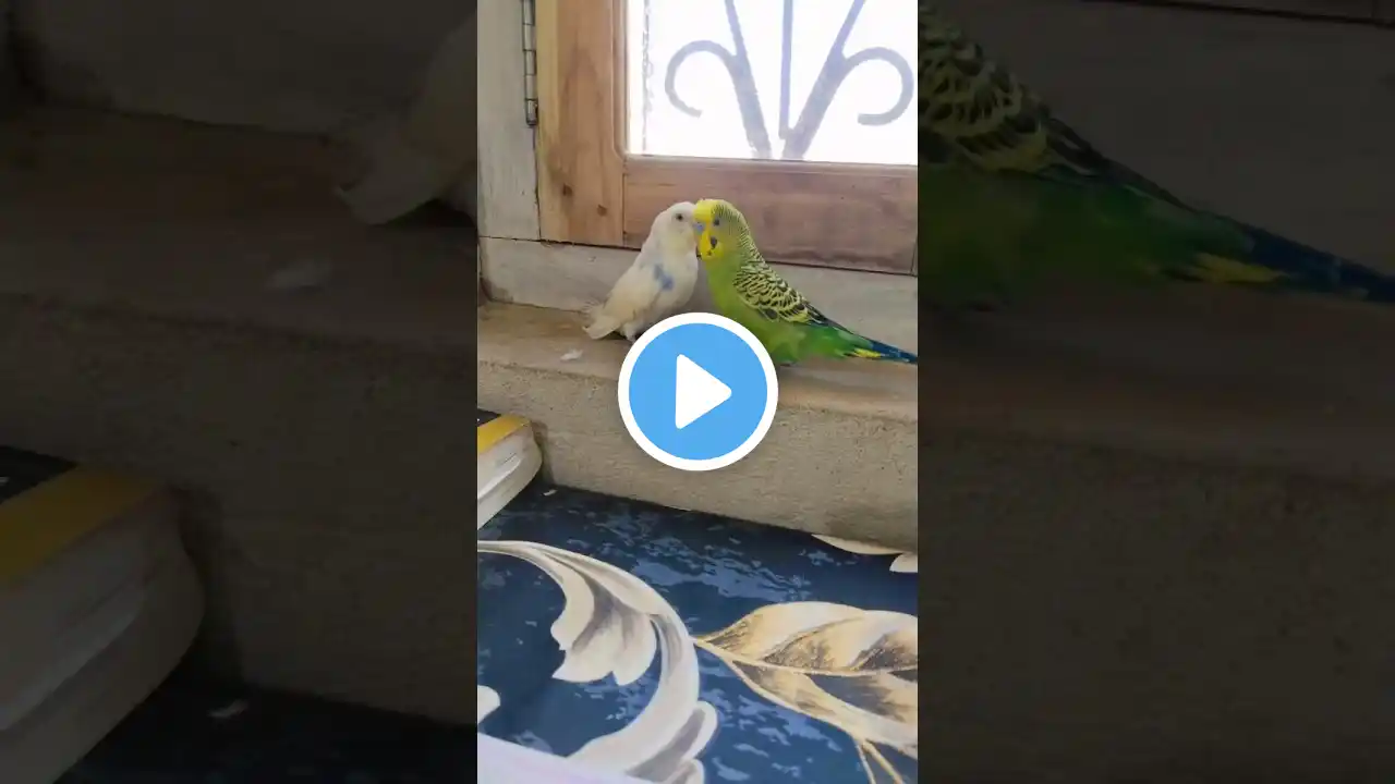 मैने कुछ नहीं देखा 🙈😆😝#shorts #youtubeshorts #trending #shortsfeed #Animalbirdlovers#viralvideo
