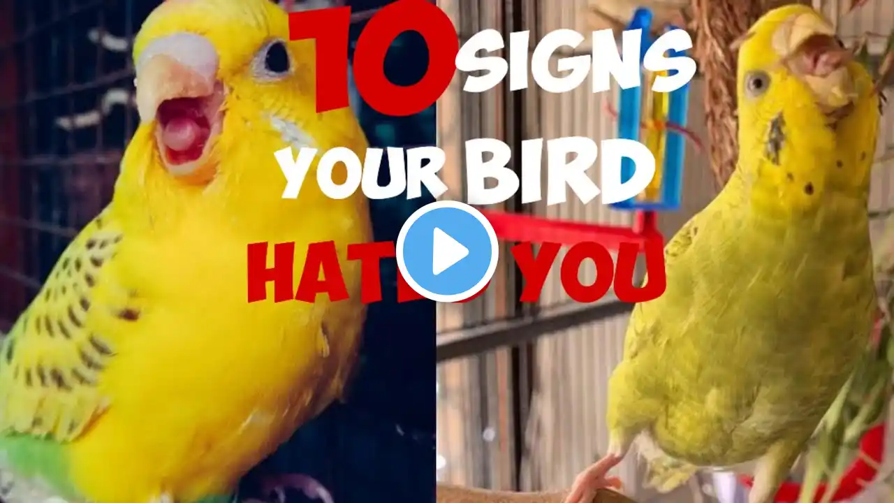 10 signs your bird hates you