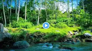 River sounds for sleeping Asmr nature sounds Stream sounds Soft water sounds Forest ambi