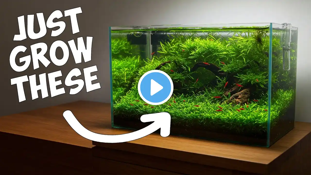 Shrimp Keepers’ Secret: The Easiest Plants for Thriving Shrimp 🦐