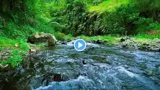 Peaceful River Flowing in Green Forest. Relaxing River Sounds. Nature White Noise for Sleep, Relax