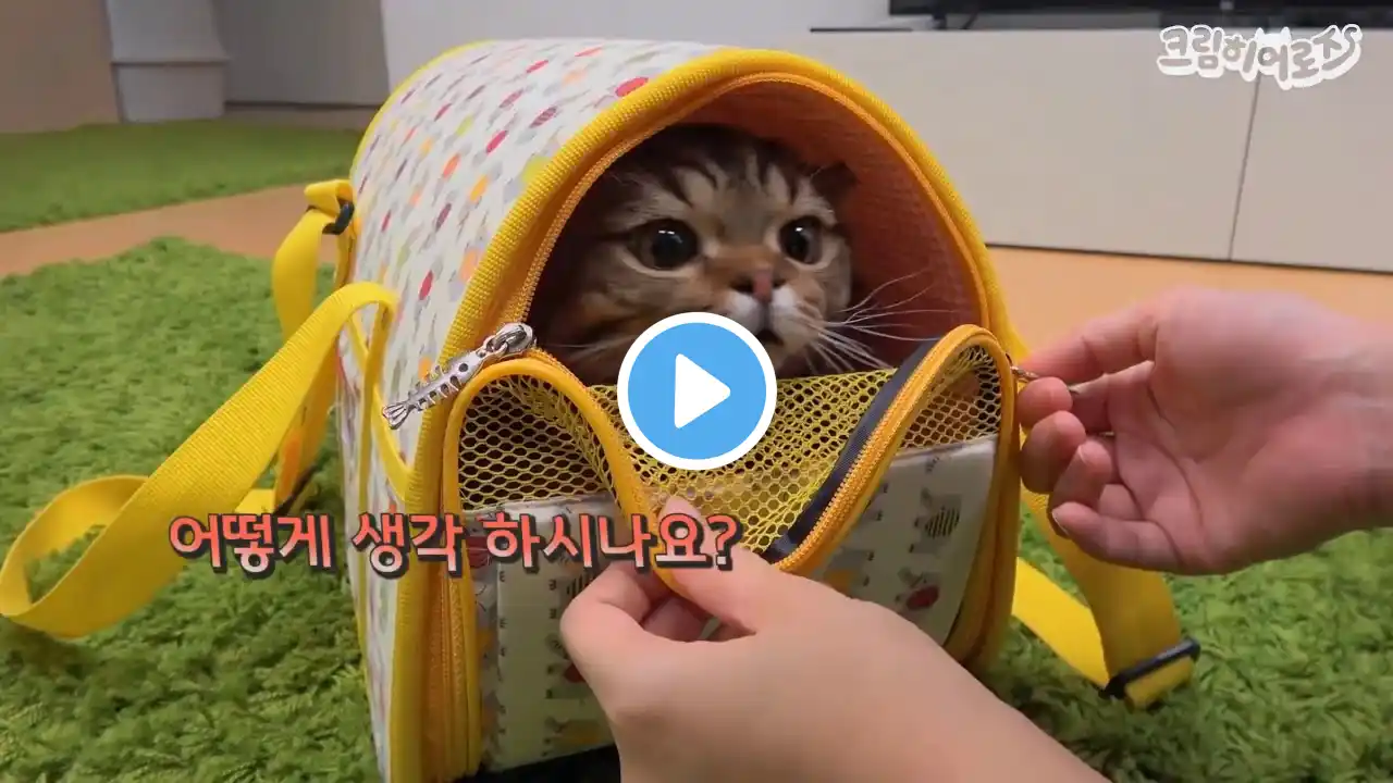 고양이 철판 아이스크림 - 병원에 가서도 애교 부리는 고양이 - 고양이 문어요리 먹는 날