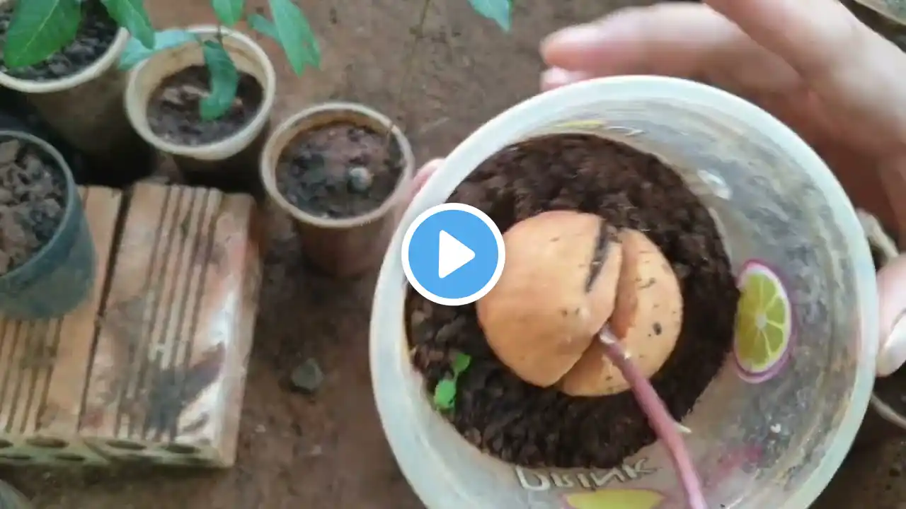 Amazing skill: AVOCADO Tree from seeds and cutting 100% success#garden #fruit #plants #aloevera