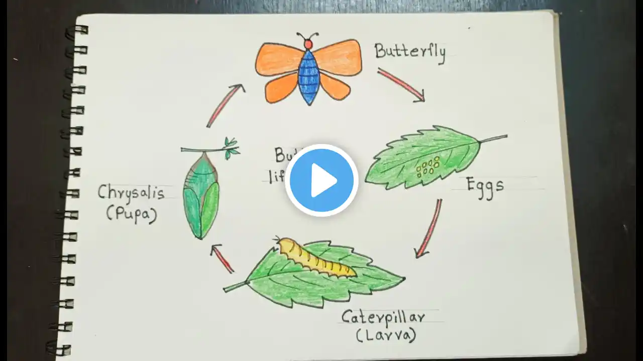 Butterfly life cycle || science project || science diagram