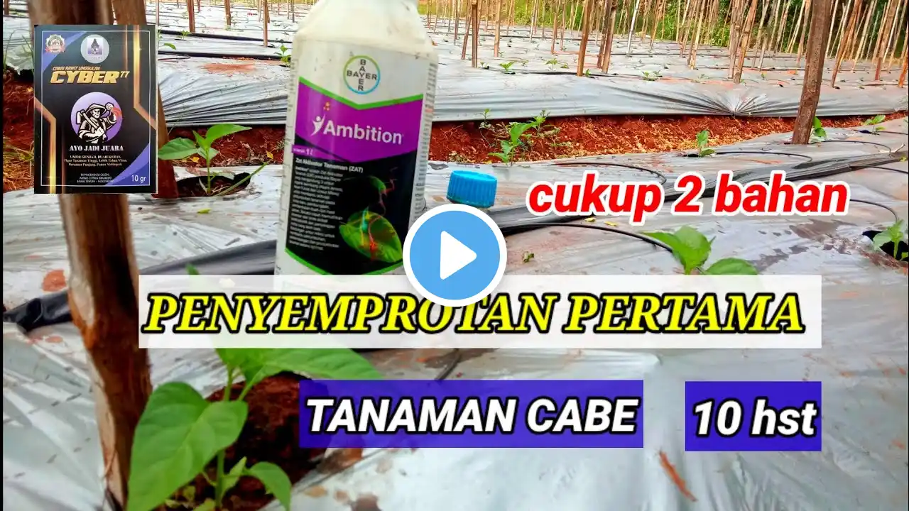 PENYEMPROTAN PERTAMA PADA TANAMAN CABE USIA ( 10 hst )