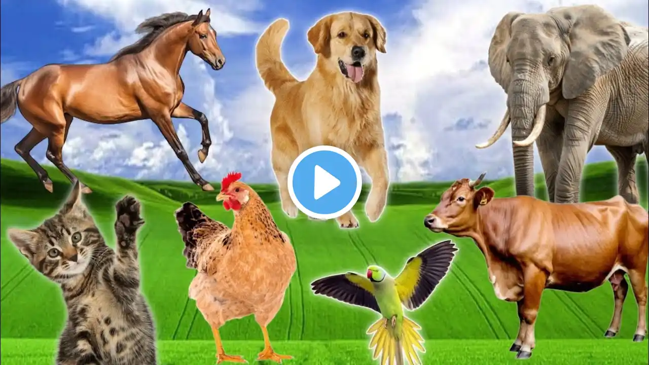 CUTE LITTLE ANIMALS - CAT, DOG, CHICKEN, COW, ELEPHANT, HORSE - ANIMAL SOUNDS | FUNNY ANIMAL MOMENTS