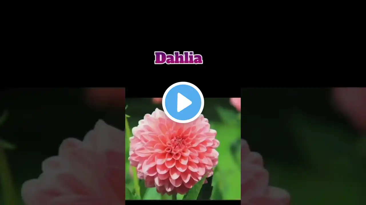 Top 10 most beautiful flowers in the world #flowers #youtubeshorts #viralvideo @inma world