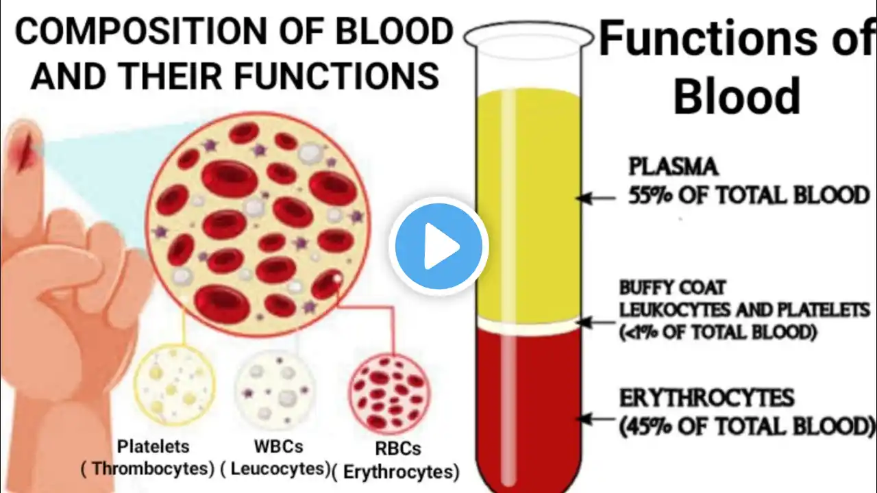 Composition of blood and their functions|| Functions of blood in hindi