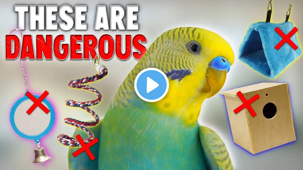 These 5 Dangerous Things can Hurt your Bird