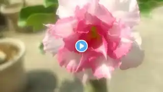 My adenium plant collection (pink white)-14