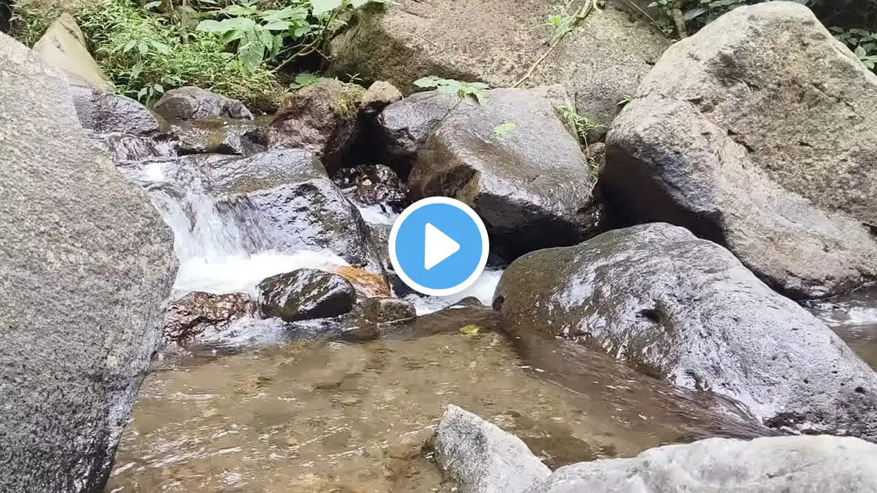 🔴 River nature sounds with birds singing in forest, for stress relief for sleep, meditation