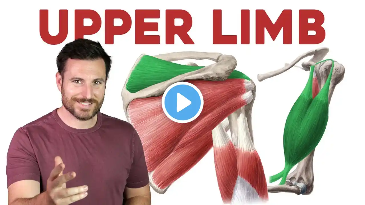 How To Remember Every Muscle in the Upper Limb and Arm | Corporis