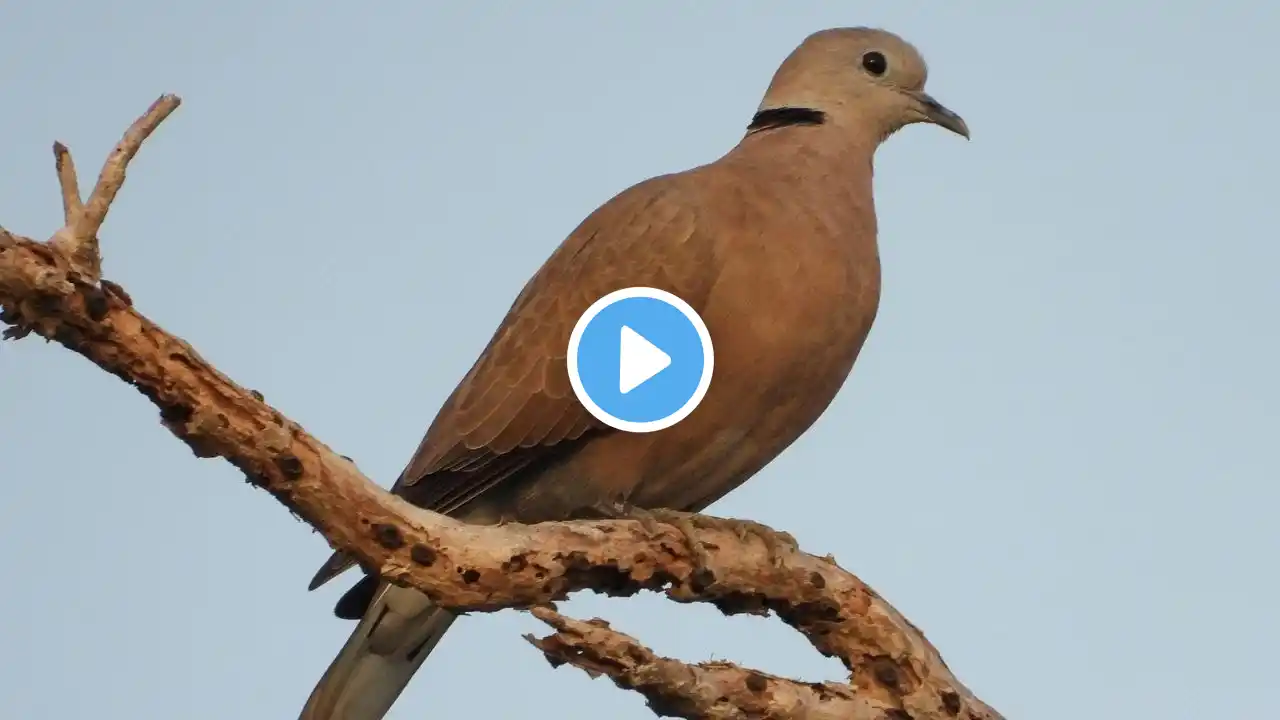 The cuckoo crows loudly in the sky - gently put me to sleep at noon