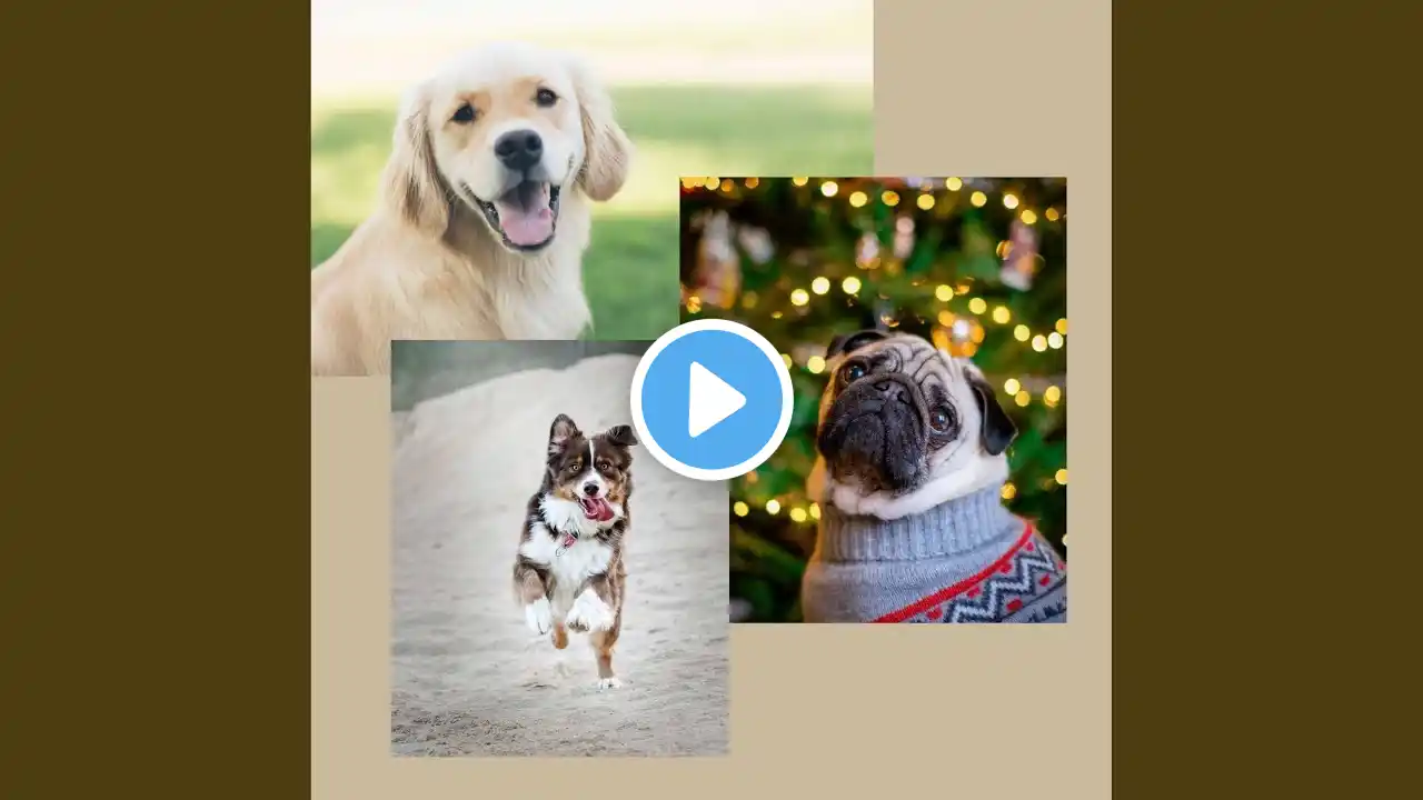 Deluxe Ambiance for Hanging Out Pups