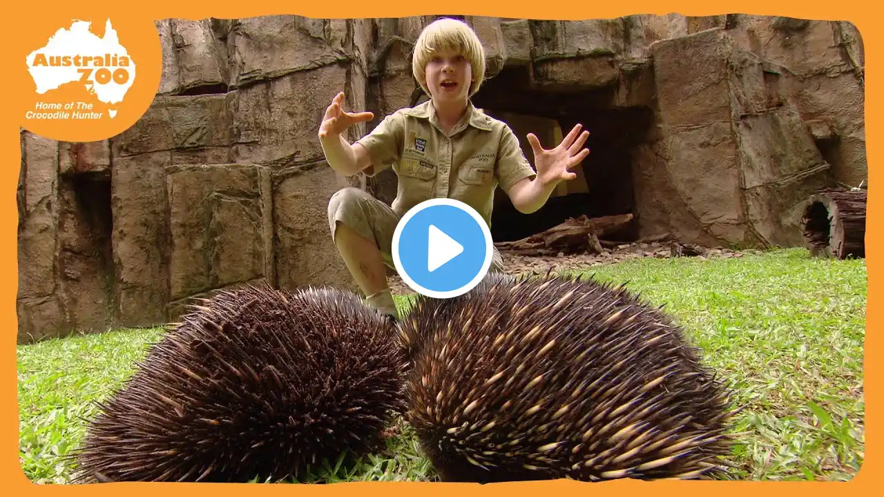 Robert Irwin's Australia Zoo Tour | Irwin Family Adventures