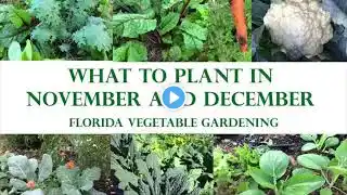 What To Plant In Your Florida Vegetable Garden In November and December - Updated Fall 2022