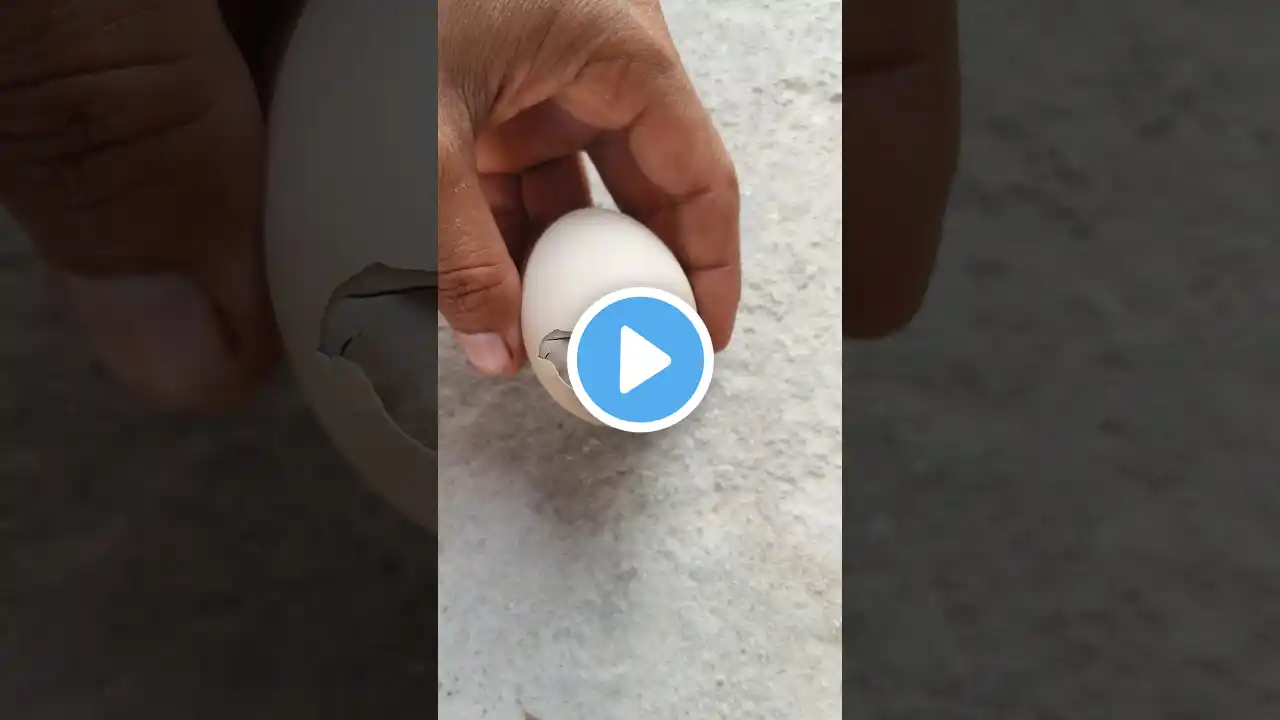 Hatching Trouble - Helping stuck baby chick