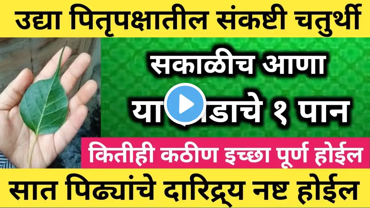 उद्या #पितृपक्षातील #संकष्टीचतुर्थी ||सकाळीच घरात आणा या झाडाचे १ पान |कठीण इच्छा ताबडतोब पूर्ण होईल