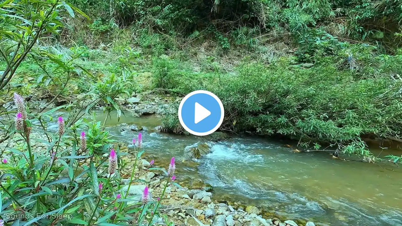 Relax with the Gentle Sound of Flowing Water and Chirping Birds – Melt Away All Worries