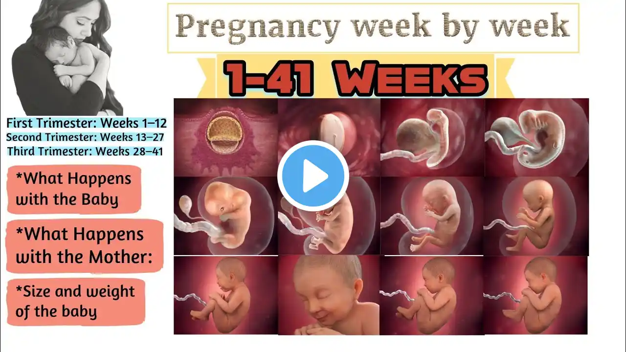 Pregnancy Week By Week |1-41 Weeks Fetal Developments