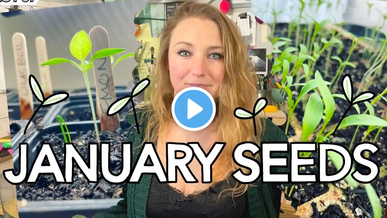 What to Sow in January - Start now for a head start at the Allotment this year! || Plot 37