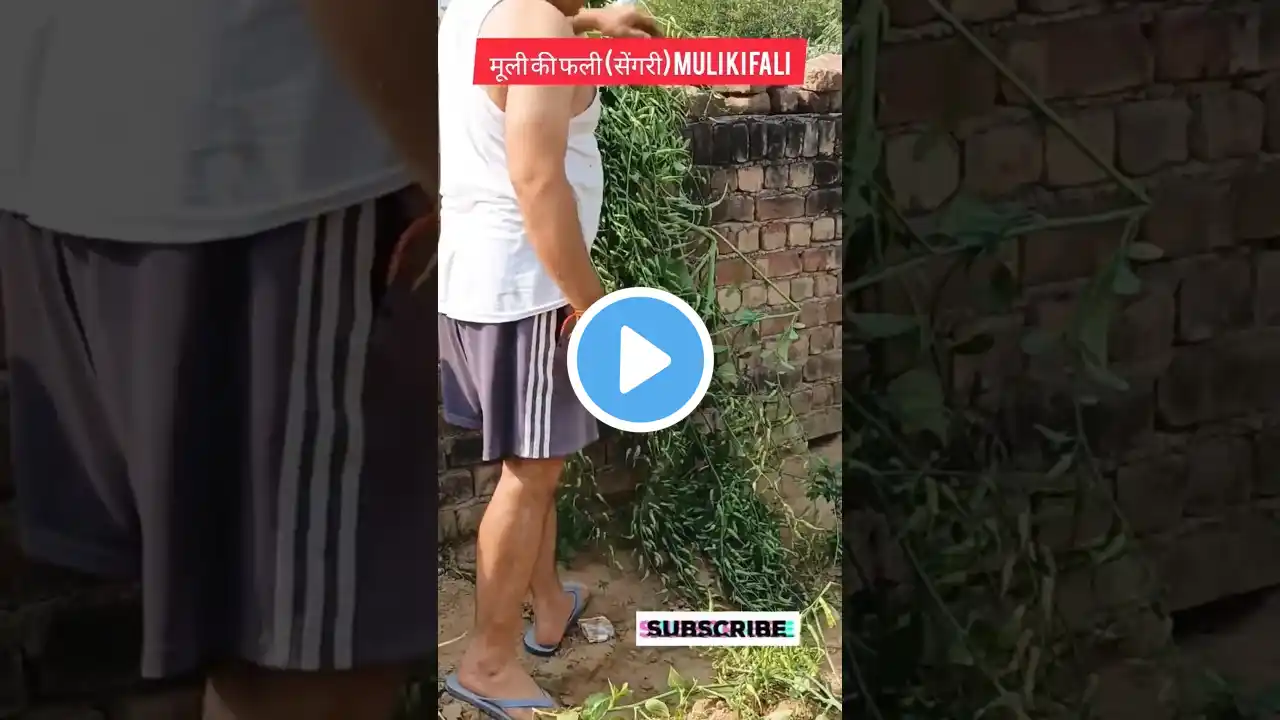Aaj ki Harvesting Seeds of White Mooli /Radish-Chhat se/#shorts #ytshort #viralshort #gardening
