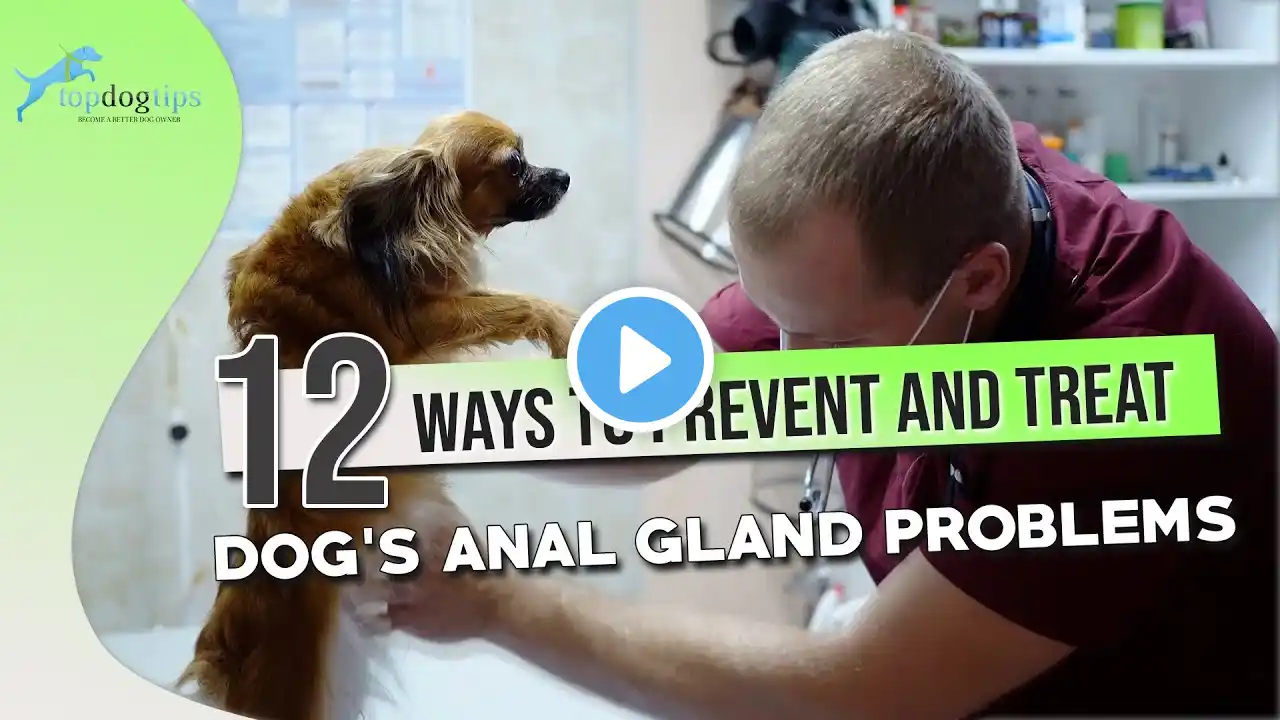 Dog’s Anal Gland Problems: 12 Ways to Prevent and Treat