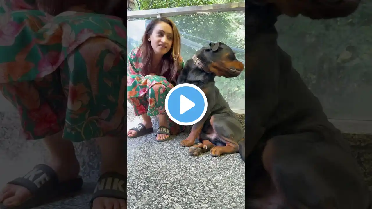 Rottweiler Bubzee Ne Mummy Ki Kissy Le Li #shorts #dogs #rottweiler #youtubeshorts #namitaology