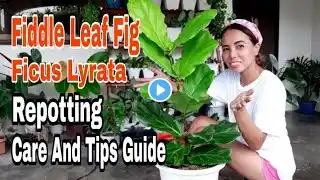 Repotting Fiddle Leaf Fig | Ficus Lyrata | Care And Tips Guide