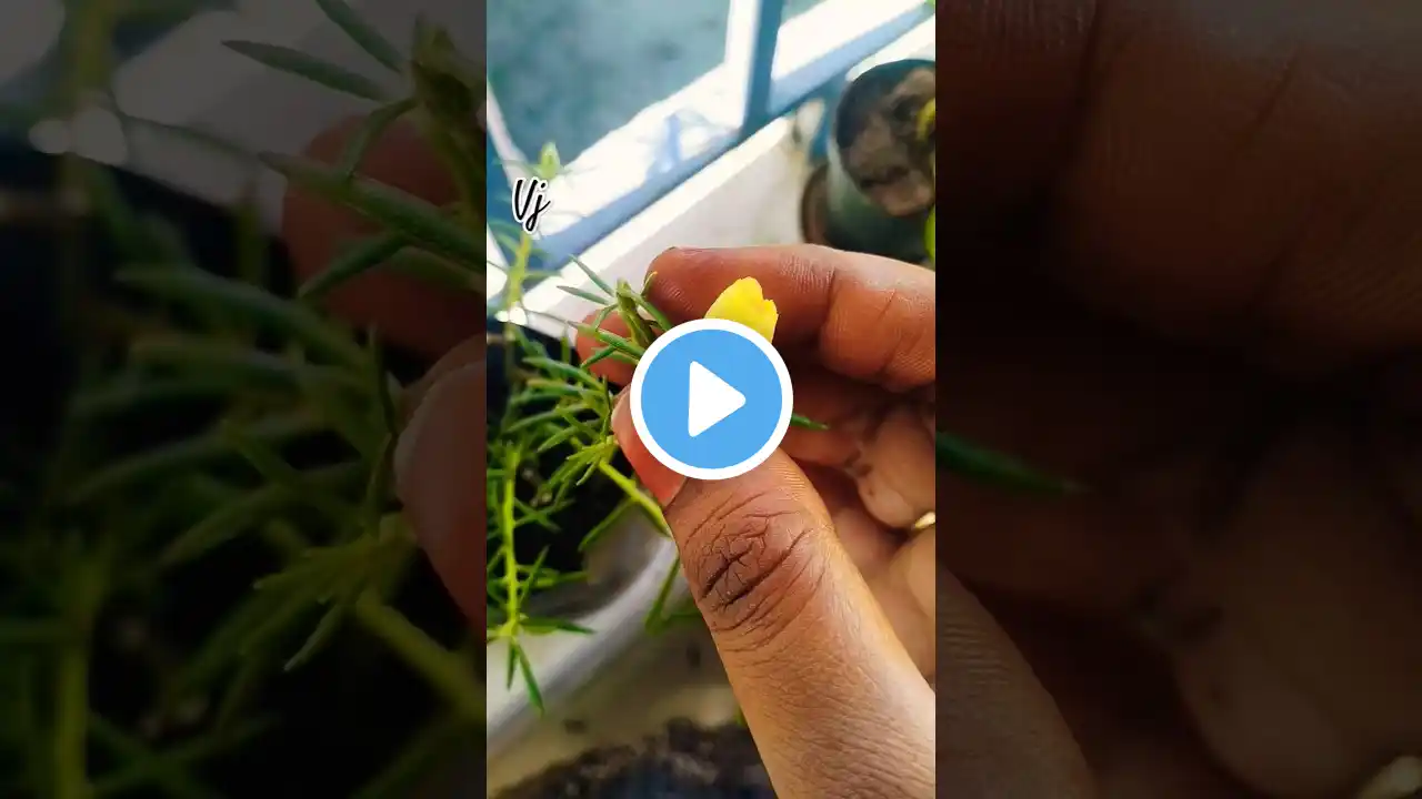Enga Thala Mura Maradhu❤️ #rose #garden #balconygarden #gardening #shortsfeed#shorts #short#ytshorts