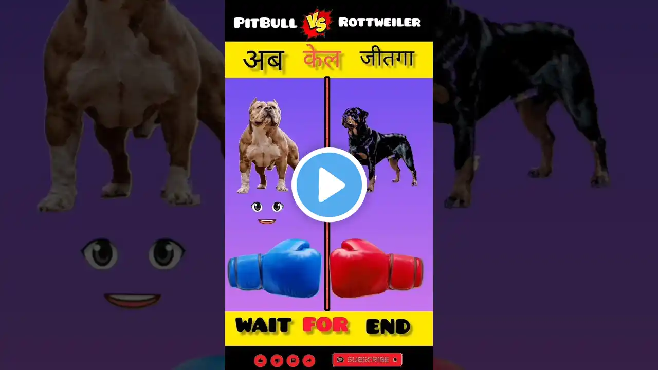 Pitbull V's Rottweiler dog 🐶 dog competition #short #vairal #vs