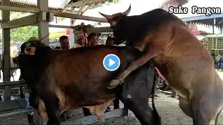 Tingkah Laku Sapi Lucu dan Pintar, Lembu Jinak, Sapi Moo, Sapi Brahman, Sapi Jumbo, Cow Videos