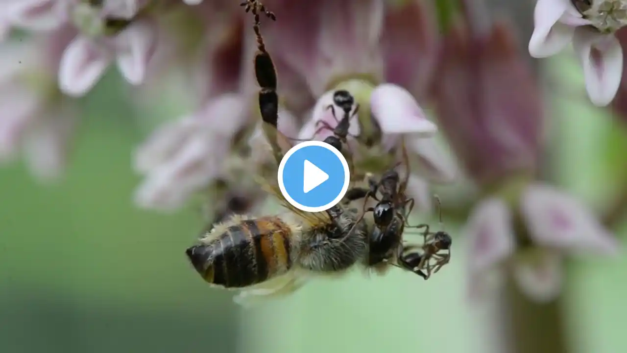 Honey Bees and foraging behavior, flowers for pollenation and nectar, what honey bees eat